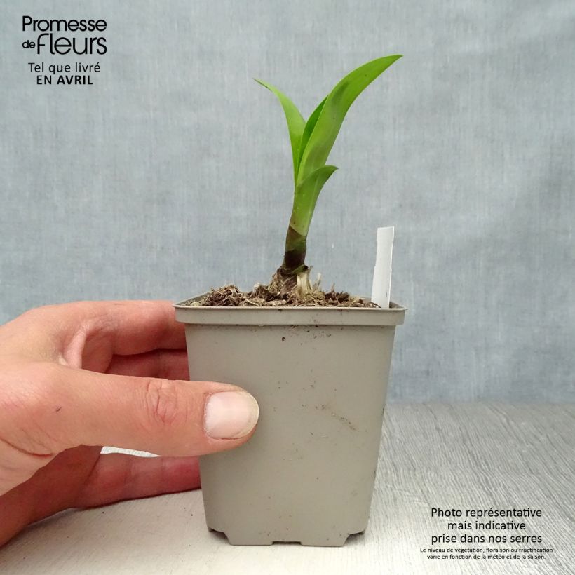 Agapanto Windsor grey Maceta de 8/9 cm Ejemplar entregado en la primavera