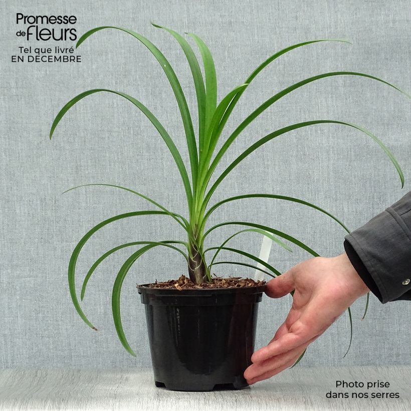 Agapanto Windsor grey Maceta 2L/3L Ejemplar entregado en invierno