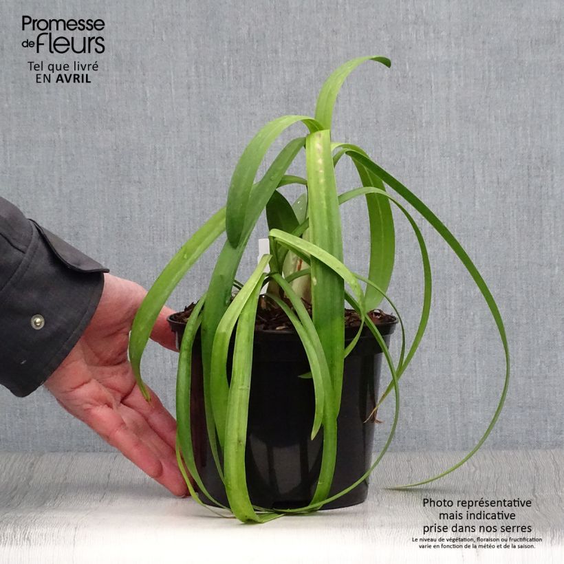 Agapanto Windsor grey Maceta 2L/3L Ejemplar entregado en la primavera