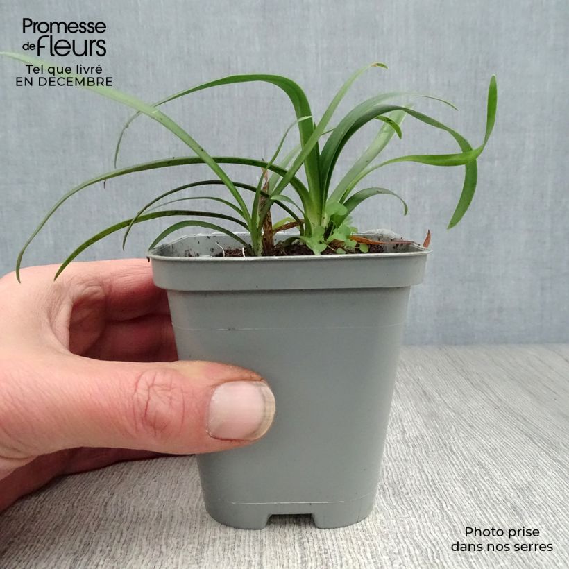 Agapanto umbellatus Albus Maceta de 7/8 cm Ejemplar entregado en invierno