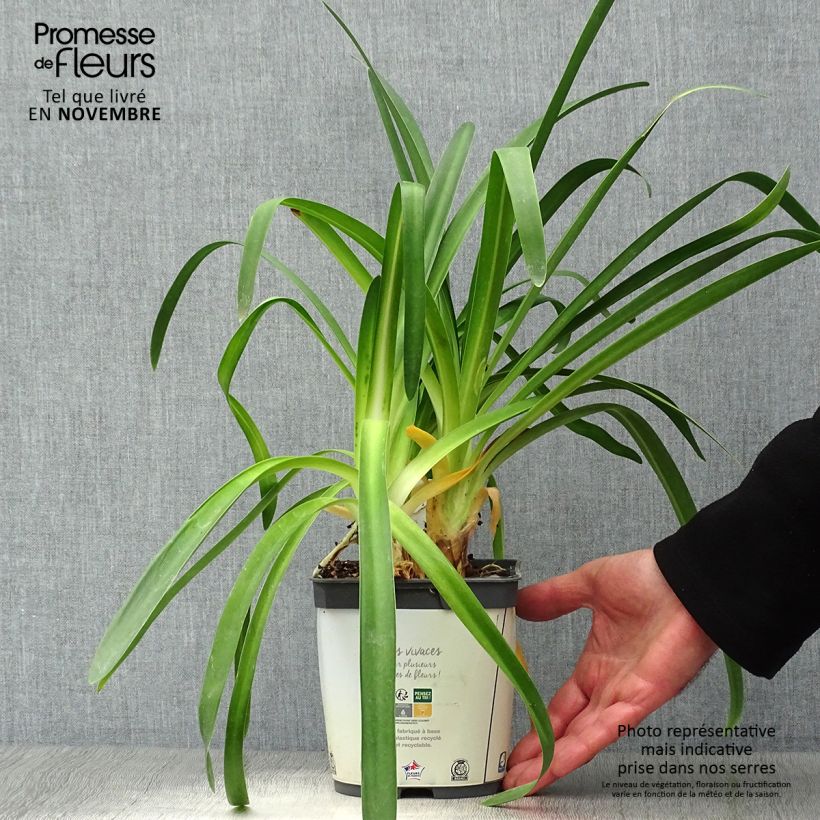 Ejemplar de Agapanto umbellatus Albus Maceta 2L/3L entregado en otoño