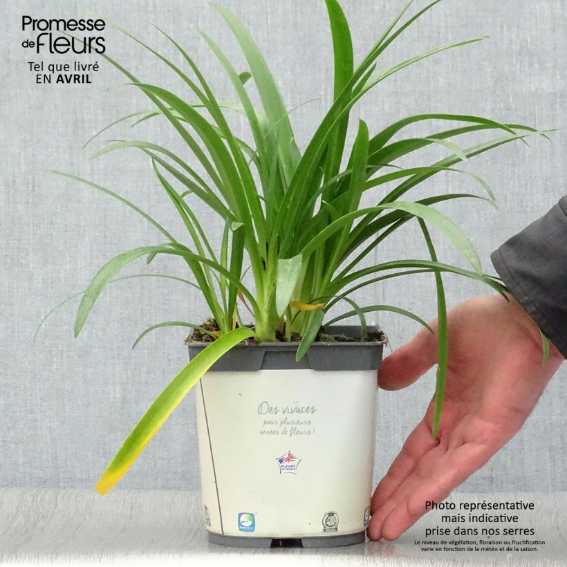 Agapanto umbellatus Albus Maceta 2L/3L Ejemplar entregado en la primavera