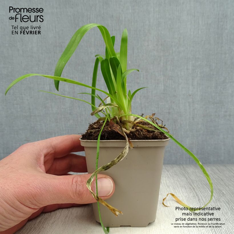 Agapanto Blue Thunder Maceta de 8/9 cm Ejemplar entregado en invierno