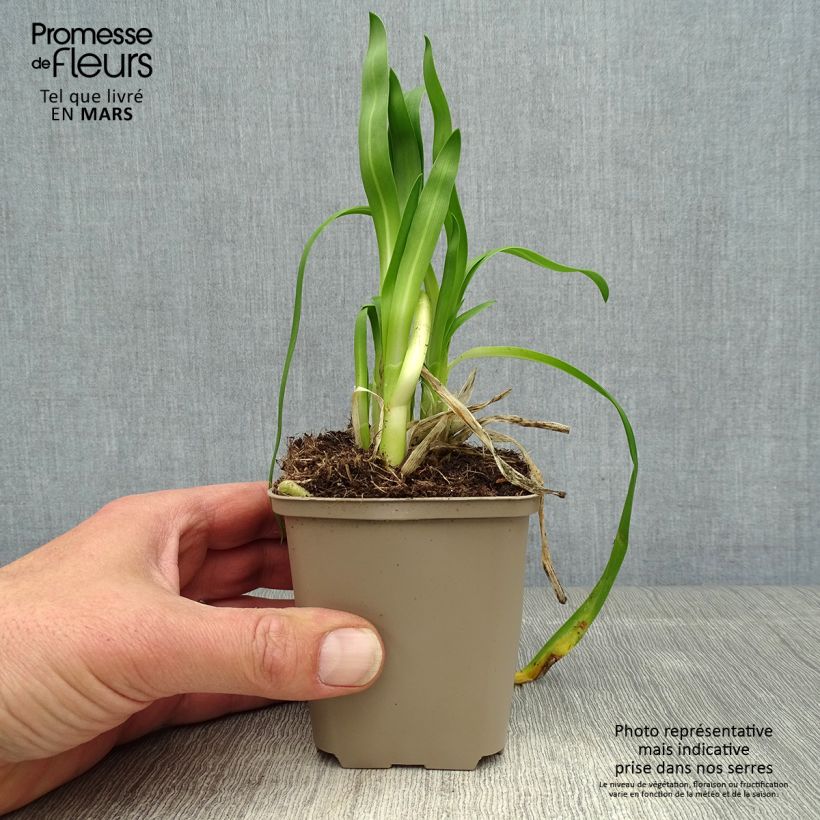 Agapanto Blue Thunder Maceta de 8/9 cm Ejemplar entregado en la primavera