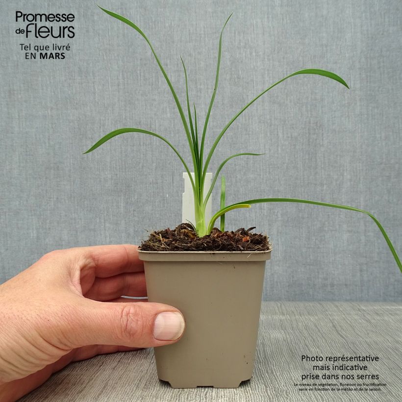 Agapanto Ever Sapphire Maceta de 8/9 cm Ejemplar entregado en la primavera