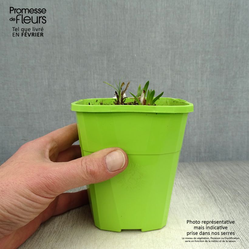 Agapanto Ever Sapphire Maceta 1,5L/2L Ejemplar entregado en invierno