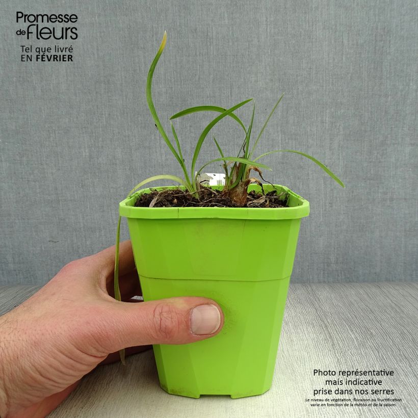 Agapanto Ever White Maceta 1L/1,5L Ejemplar entregado en invierno