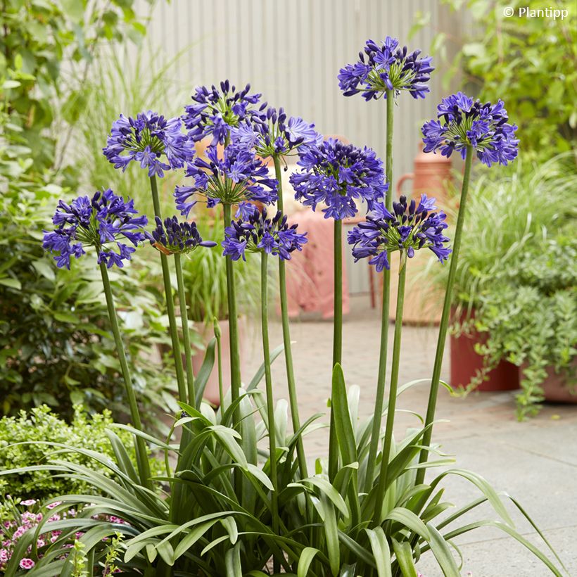Agapanthe Midnight Sky - Lirio africano (Porte)