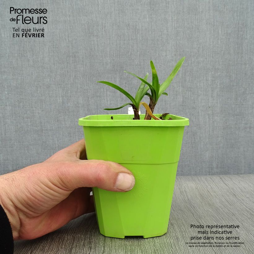 Agapanto Poppin’ Star Maceta 3L/4L Ejemplar entregado en invierno