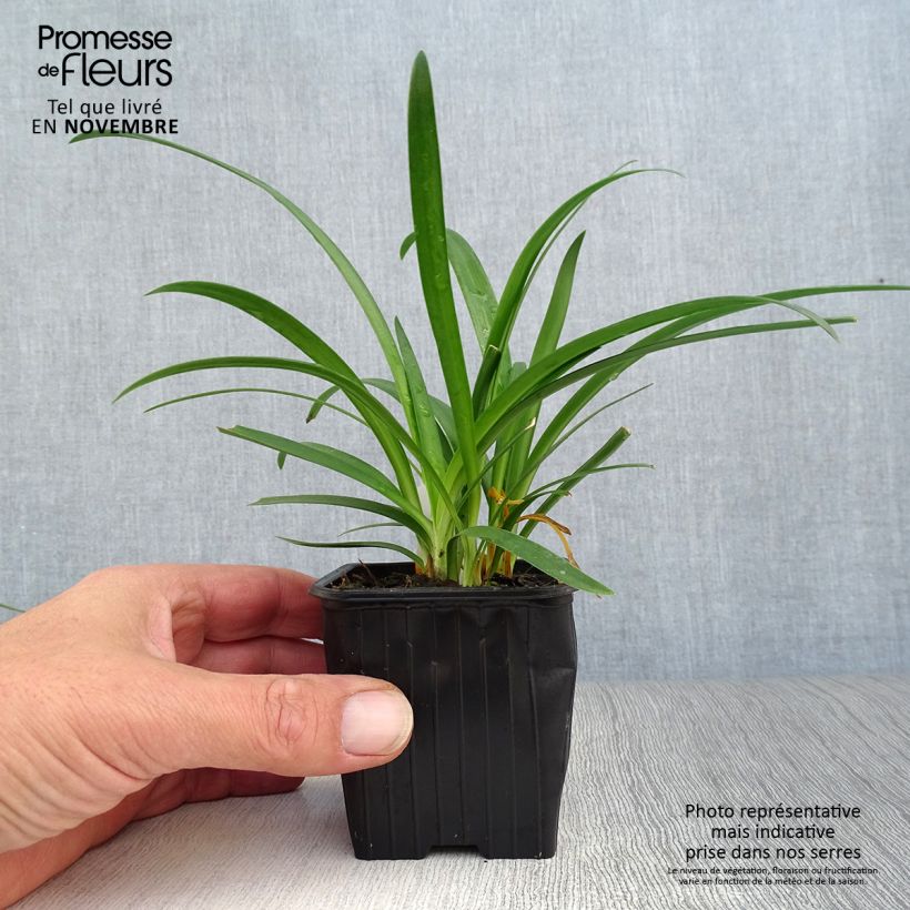 Ejemplar de Agapanto umbellatus Maceta de 7/8 cm entregado en otoño