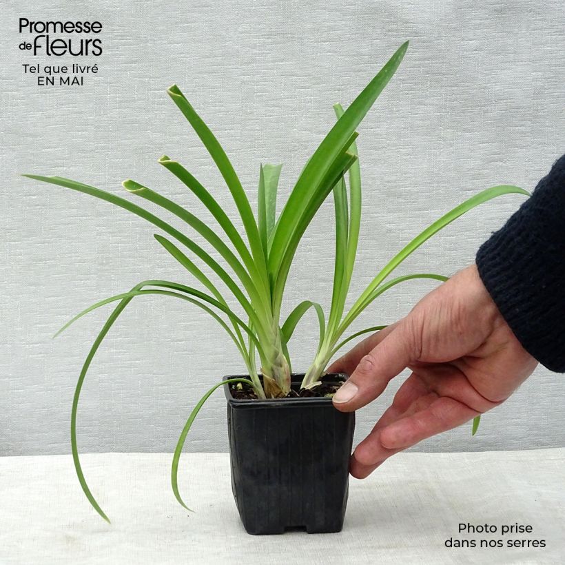 Agapanto umbellatus Maceta de 7/8 cm Ejemplar entregado en la primavera