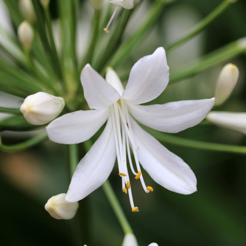 Agapanthus Arctic Star - Lirio africano (Floración)