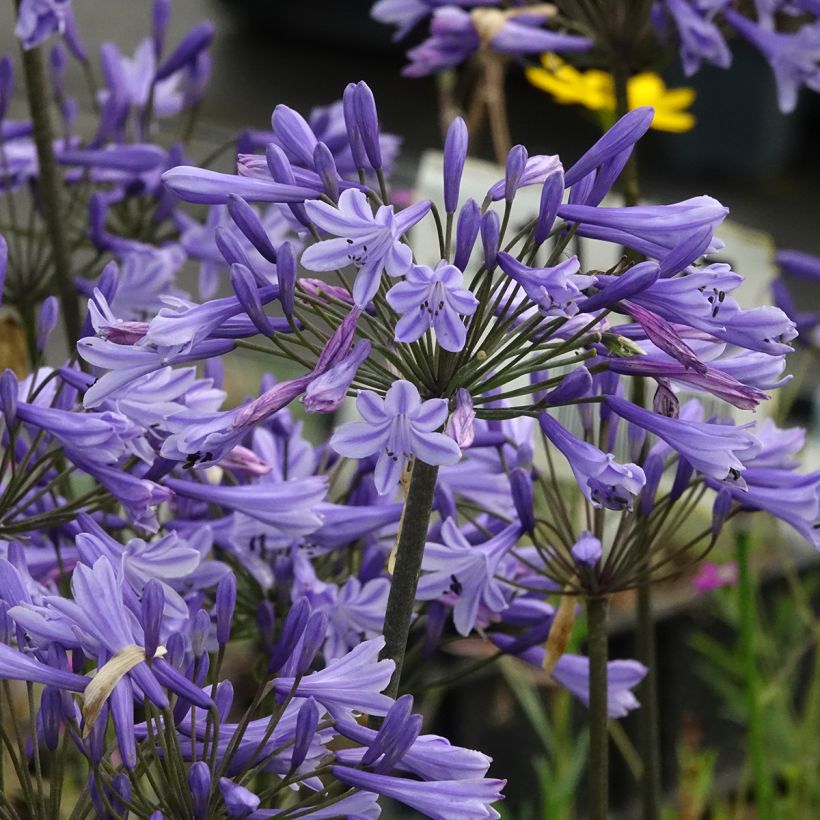 Agapanto Blue Triumphator (Floración)