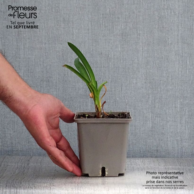 Ejemplar de Agapanto Royal Velvet Maceta 1L/1,5L entregado en otoño