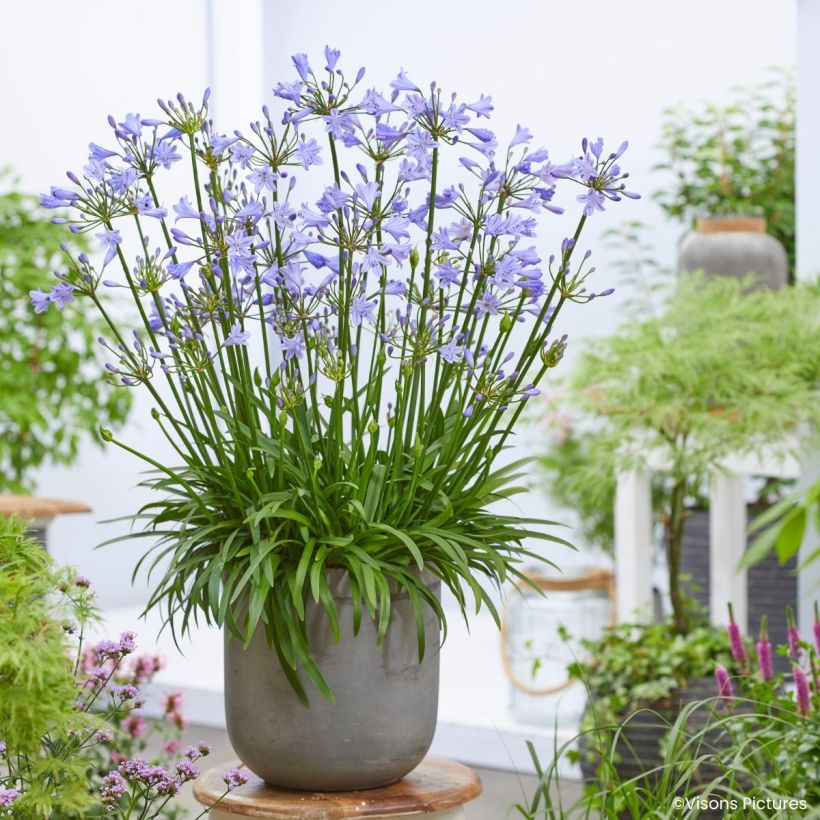 Agapanthe Blue Baby - Lirio africano (Porte)
