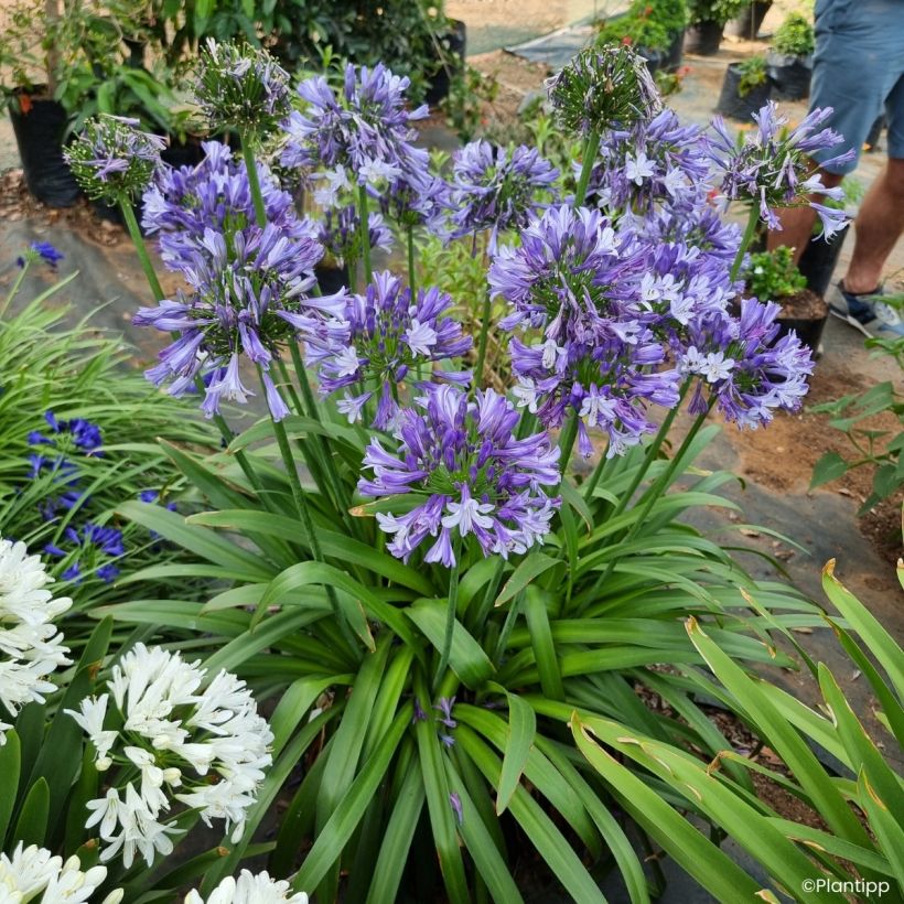 Agapanthus Everpanthus Midnight Moon - Lirio africano (Porte)
