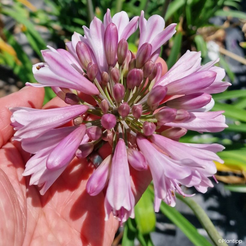 Agapanthus Poppin' Pink - Lirio africano (Floración)