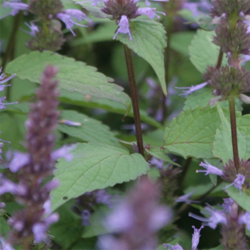 Agastache rugosa After Eight - Menta coreana (Follaje)