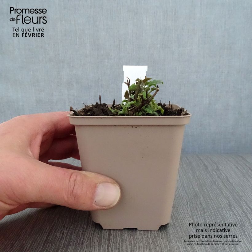 Agastache barberi Firebird Maceta de 8/9 cm Ejemplar entregado en invierno