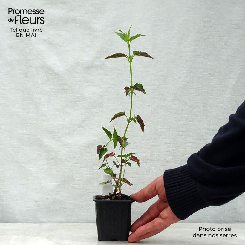 Agastache foeniculum Black Adder Maceta de 8/9 cm Ejemplar entregado en la primavera