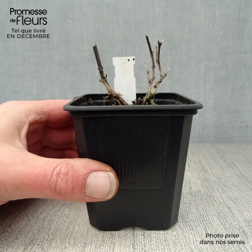 Agastache foeniculum Black Adder Maceta de 8/9 cm Ejemplar entregado en invierno