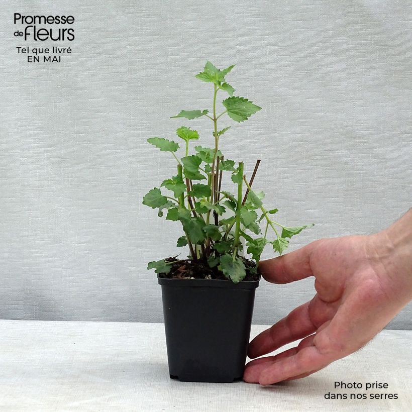 Agastache Blue Boa Maceta de 8/9 cm Ejemplar entregado en la primavera