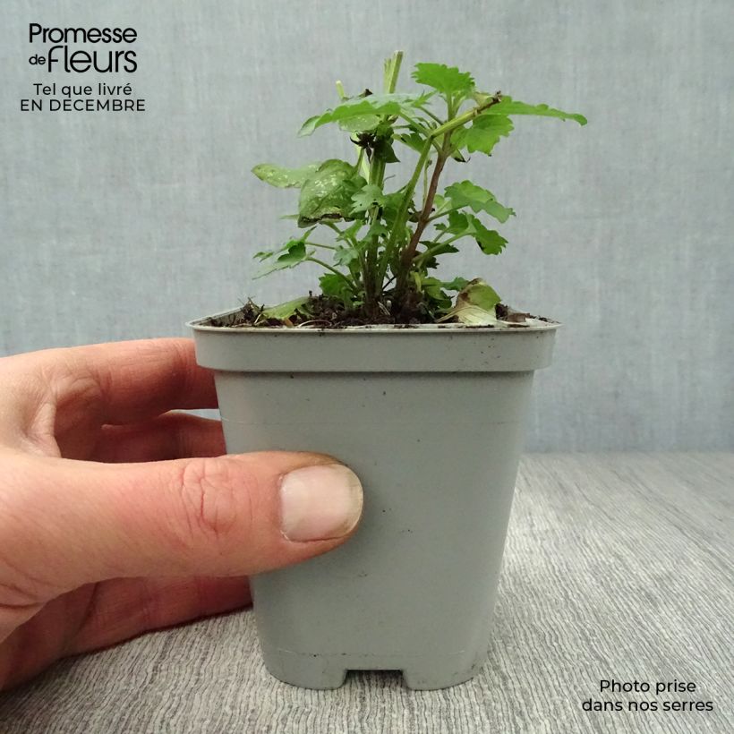 Agastache Blue Boa Maceta de 8/9 cm Ejemplar entregado en invierno