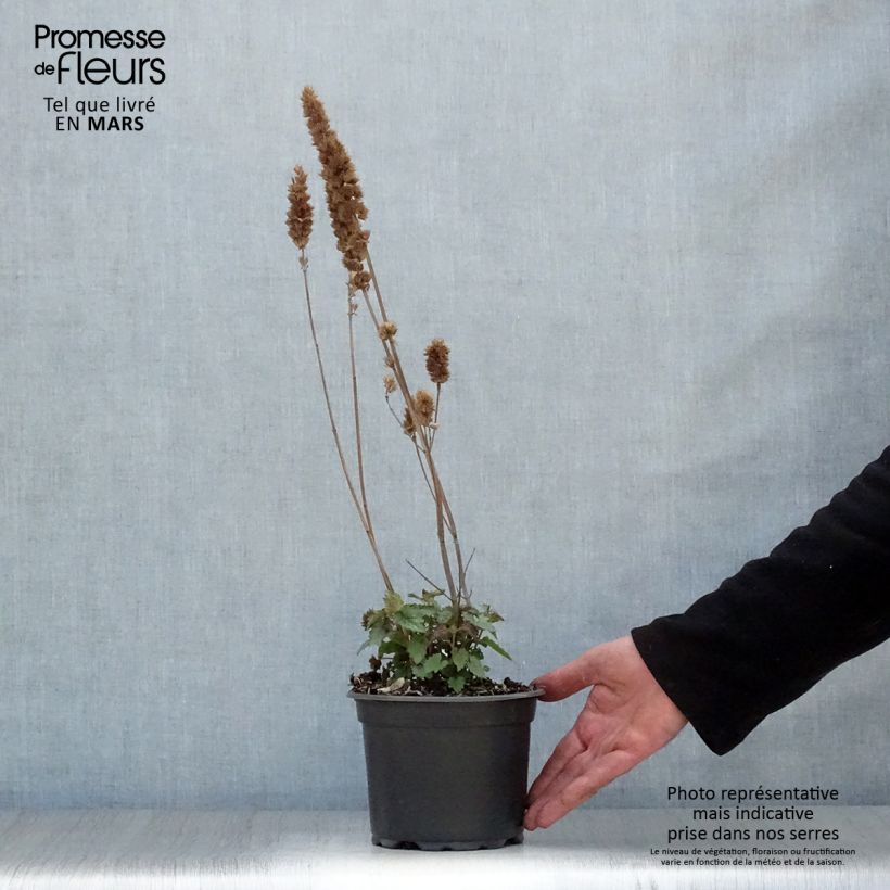 Agastache Blue Boa Maceta 2L/3L Ejemplar entregado en la primavera