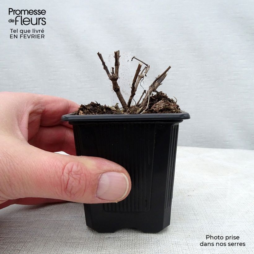 Agastache Blue Fortune Maceta de 8/9 cm Ejemplar entregado en invierno