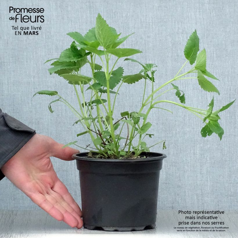 Agastache Blue Fortune Maceta 2L/3L Ejemplar entregado en la primavera