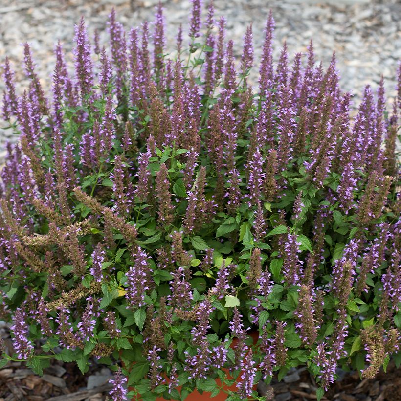 Agastache foeniculum Celestia - Hisopo anís (Floración)