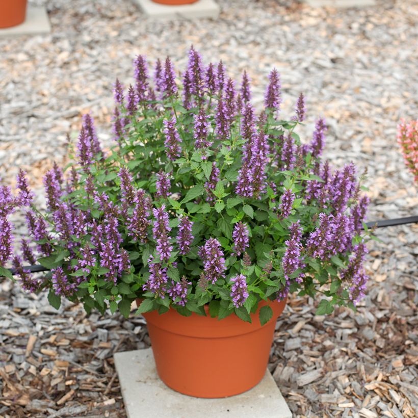Agastache foeniculum Celestia - Hisopo anís (Porte)