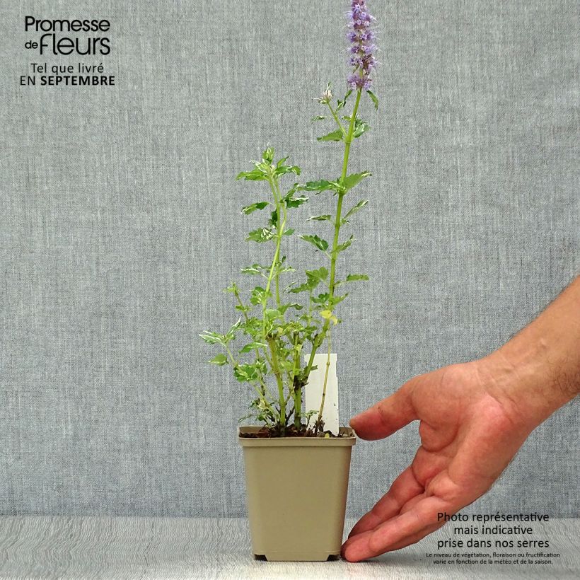 Ejemplar de Agastache Crazy Fortune Maceta de 8/9 cm entregado en otoño