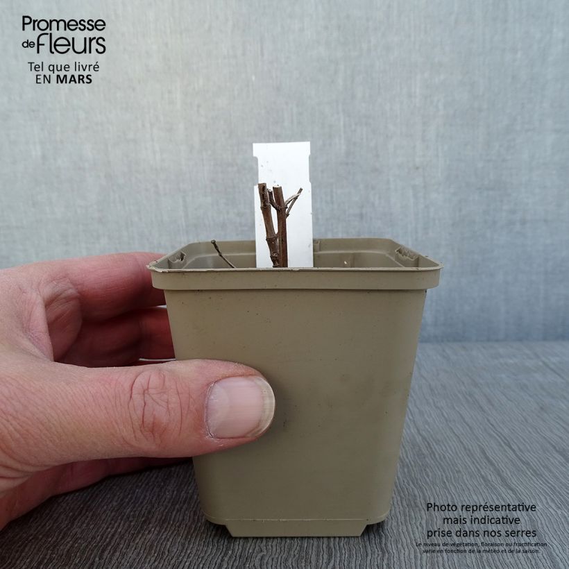 Agastache Crazy Fortune Maceta de 8/9 cm Ejemplar entregado en invierno