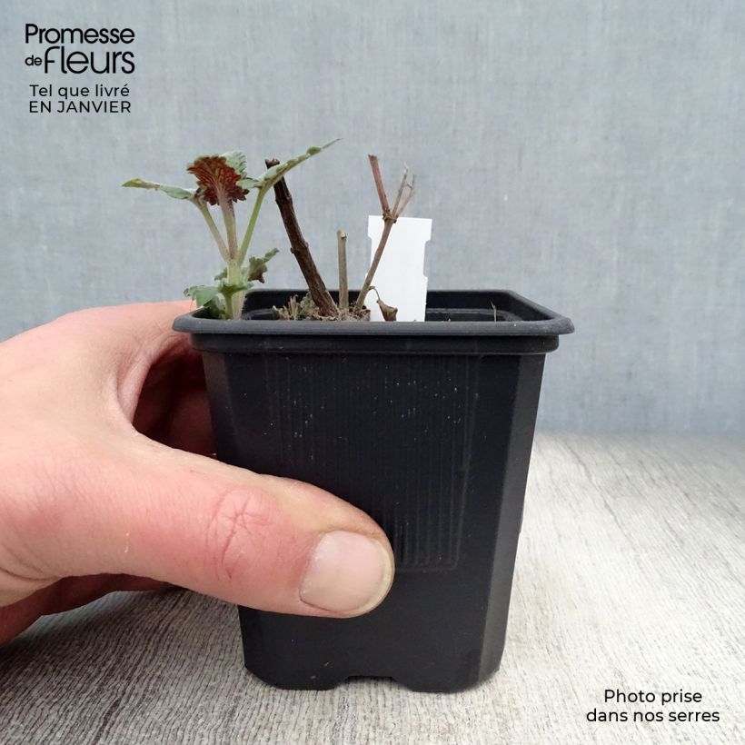 Agastache Globetrotter Maceta de 8/9 cm Ejemplar entregado en invierno