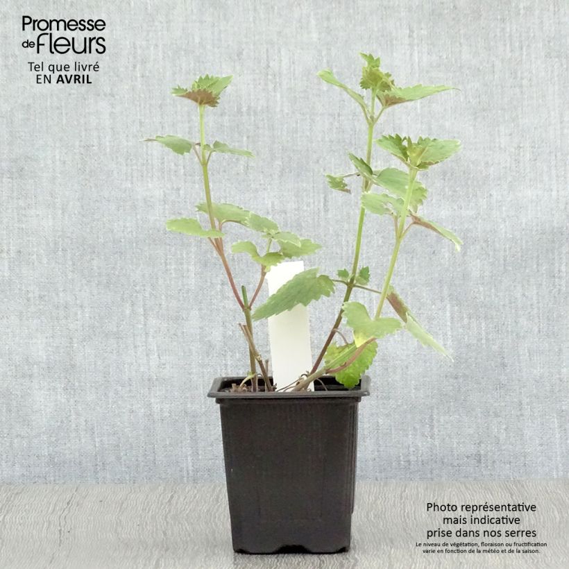 Agastache Globetrotter Maceta de 8/9 cm Ejemplar entregado en la primavera