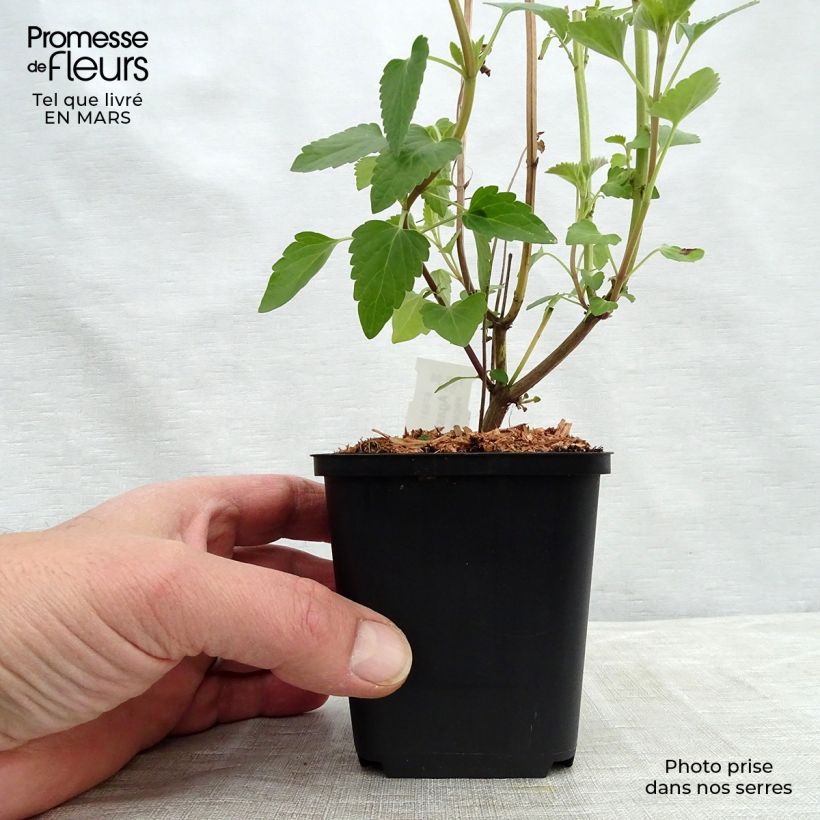 Agastache Kolibri Maceta de 8/9 cm Ejemplar entregado en invierno