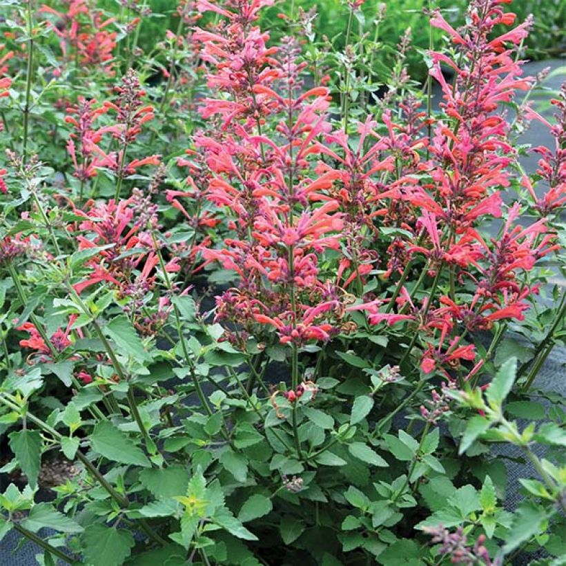 Agastache Kudo's Coral (Porte)
