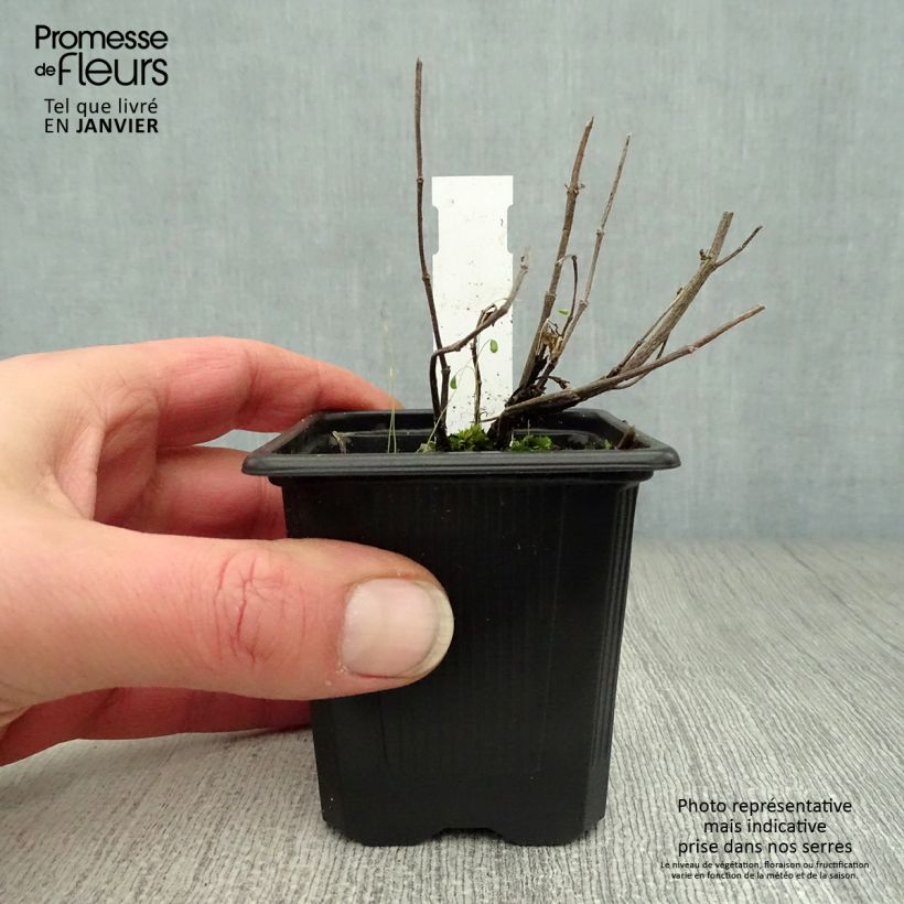 Agastache Kudos Ambrosia Maceta de 8/9 cm Ejemplar entregado en invierno