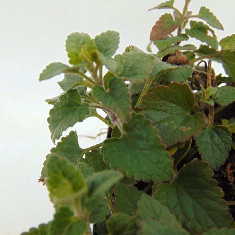 Agastache Kudo's Coral (Follaje)