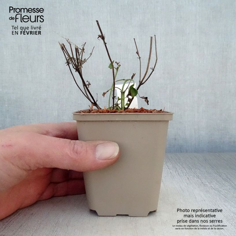 Agastache Kudo's Coral Maceta de 8/9 cm Ejemplar entregado en invierno