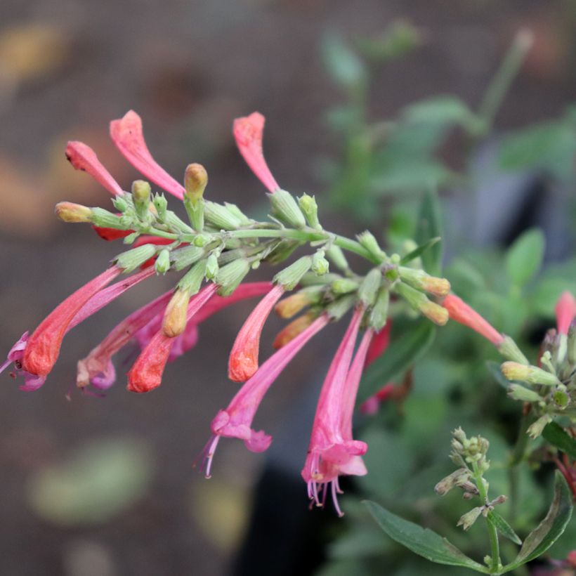 Agastache Kudo's Coral (Floración)
