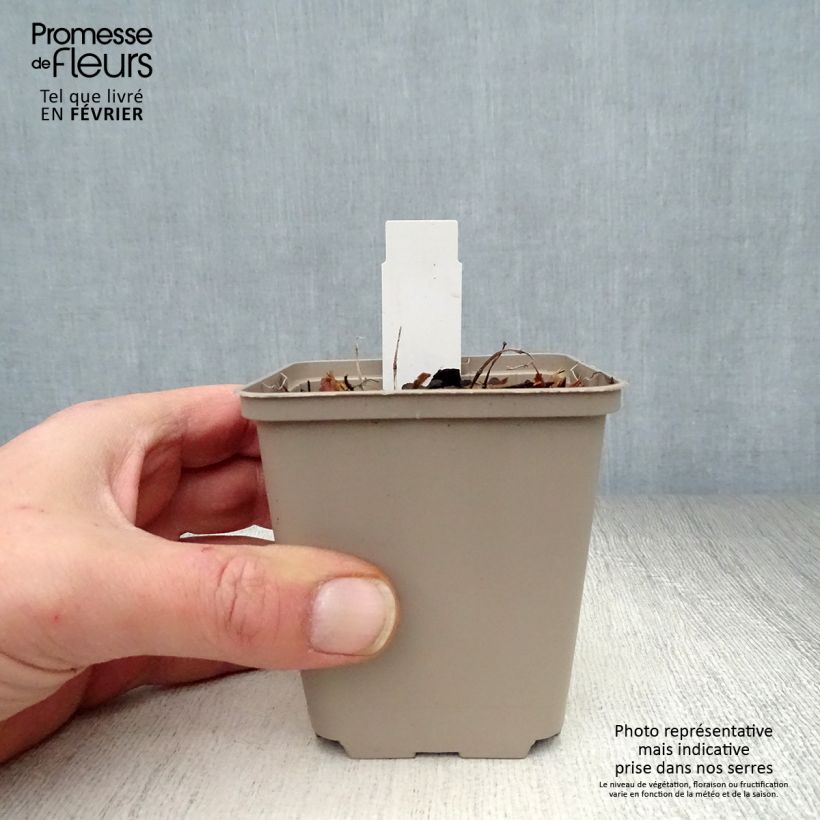 Agastache Kudos Mandarin Maceta de 8/9 cm Ejemplar entregado en invierno