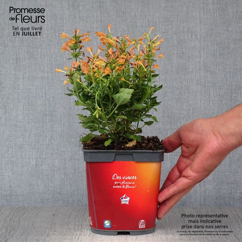 Ejemplar de Agastache Kudos Mandarin Maceta 2L/3L entregado en verano