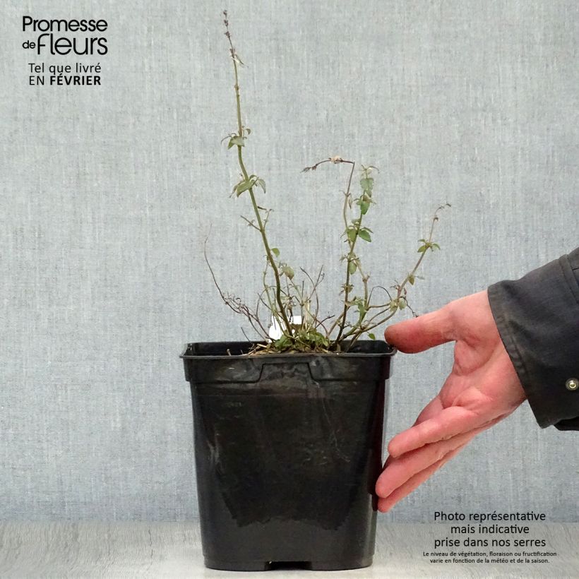 Agastache Kudos Mandarin Maceta 2L/3L Ejemplar entregado en invierno