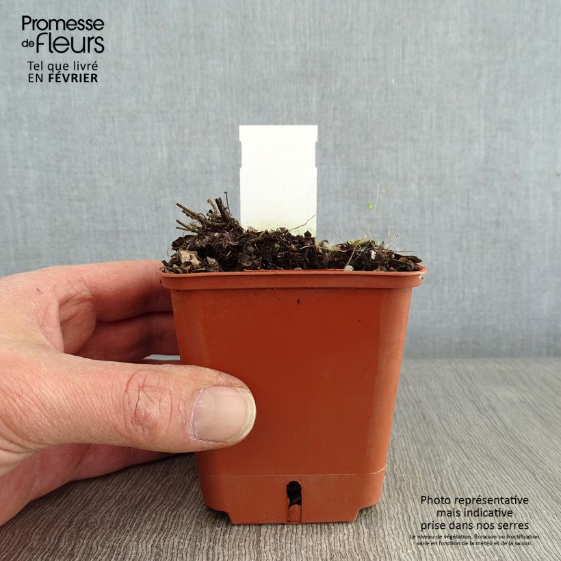 Agastache Kudos Red Maceta de 8/9 cm Ejemplar entregado en invierno