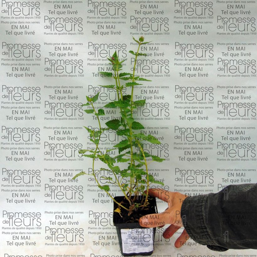 Ejemplo de ejemplar de Agastache Kudos Silver Blue Maceta de 8/9 cm tal y como se entrega