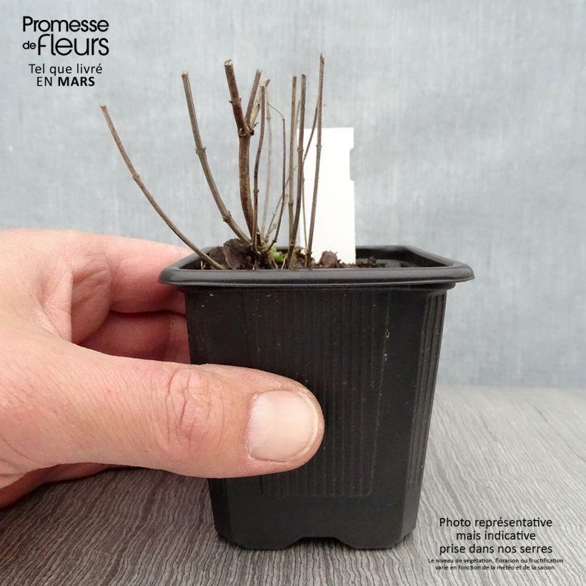 Agastache Kudos Yellow Maceta de 8/9 cm Ejemplar entregado en la primavera