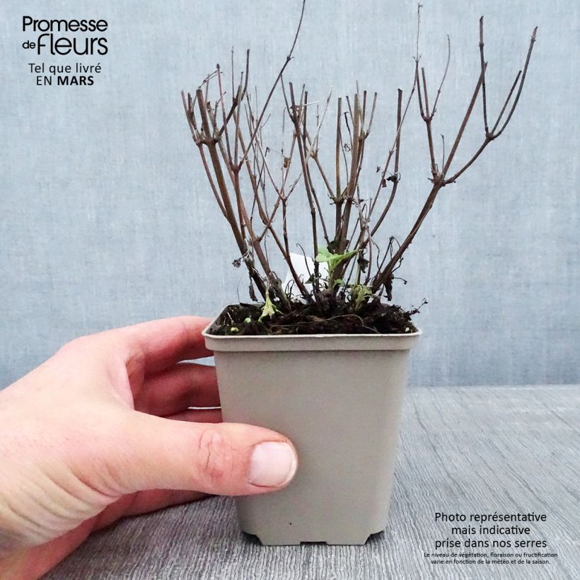 Agastache Kudos Yellow Maceta de 8/9 cm Ejemplar entregado en invierno