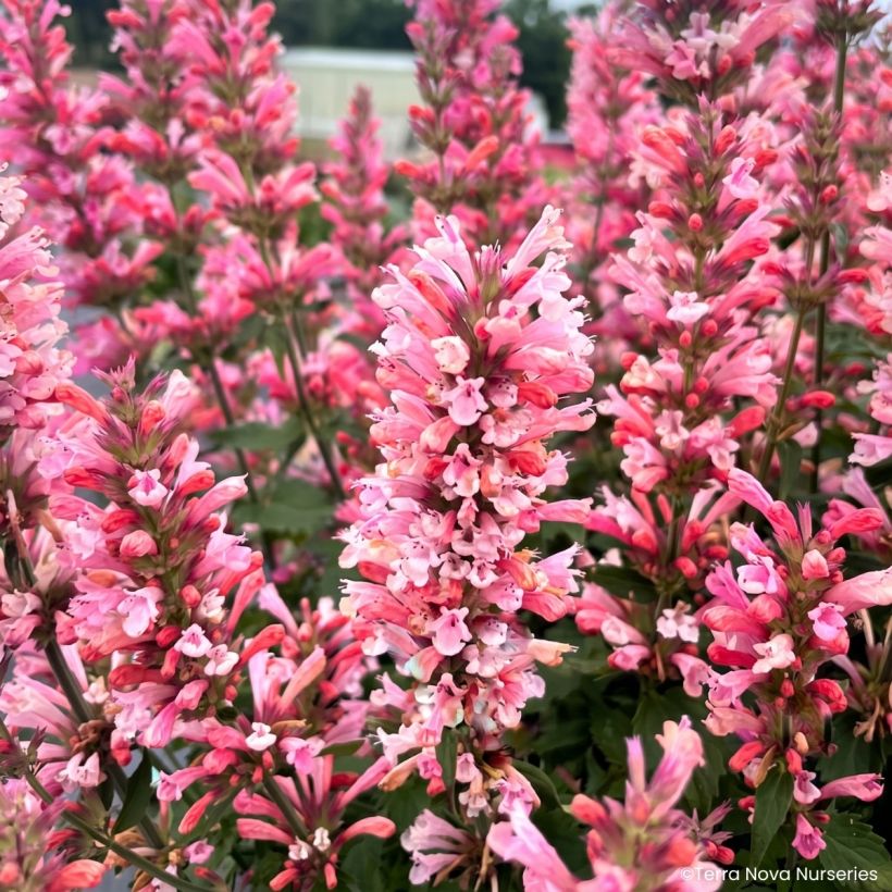 Agastache Pink Pearl (Floración)